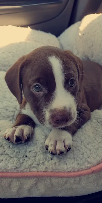 Banfield Pet Hospital 12