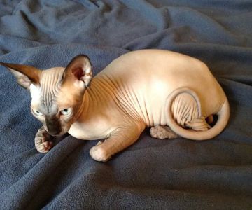 Sphynx Clubhouse