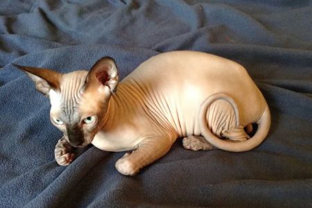 Sphynx Clubhouse