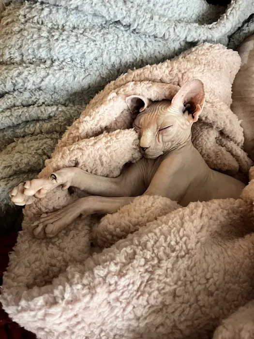 Sphynx Clubhouse 12