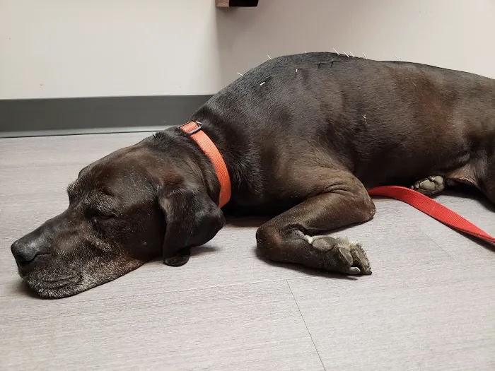 Well Whiskers: Veterinary Holistic Care 3