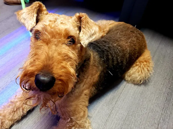 Well Whiskers: Veterinary Holistic Care 1