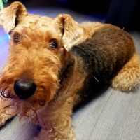 Well Whiskers: Veterinary Holistic Care ico