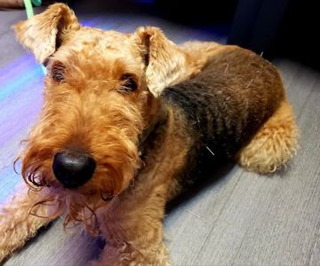 Well Whiskers: Veterinary Holistic Care