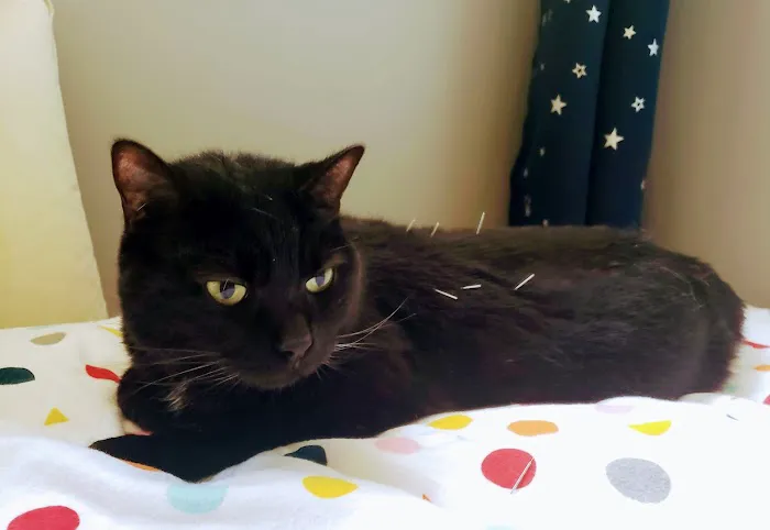 Well Whiskers: Veterinary Holistic Care 5
