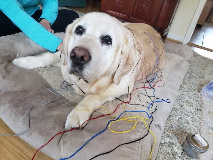 Well Whiskers: Veterinary Holistic Care 10
