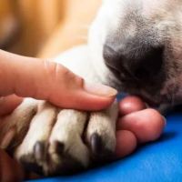 Morganna Animal Clinic & Boarding Kennel ico