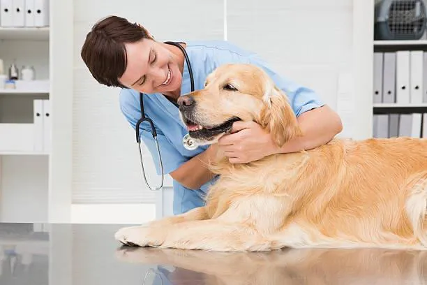Morganna Animal Clinic & Boarding Kennel 7