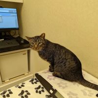 Pender Veterinary Centre - Manassas ico