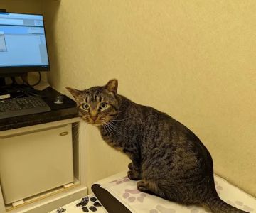Pender Veterinary Centre - Manassas