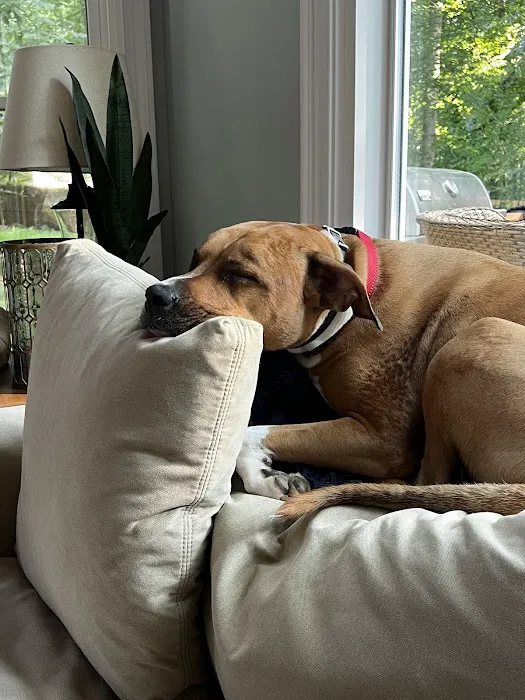 Pender Veterinary Centre - Manassas 6