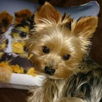Signal Hill Animal Clinic ico