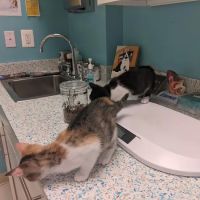 Old Towne Veterinary Clinic ico
