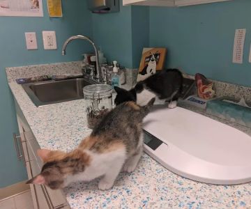 Old Towne Veterinary Clinic