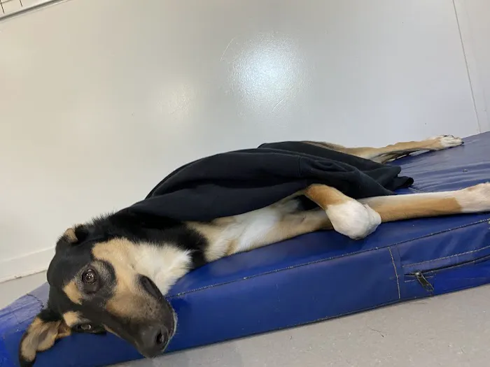 PetCentre Animal Hospital 5