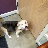 PetCentre Animal Hospital ico