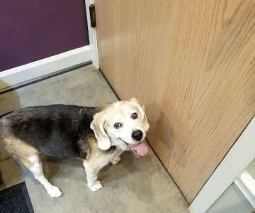 PetCentre Animal Hospital