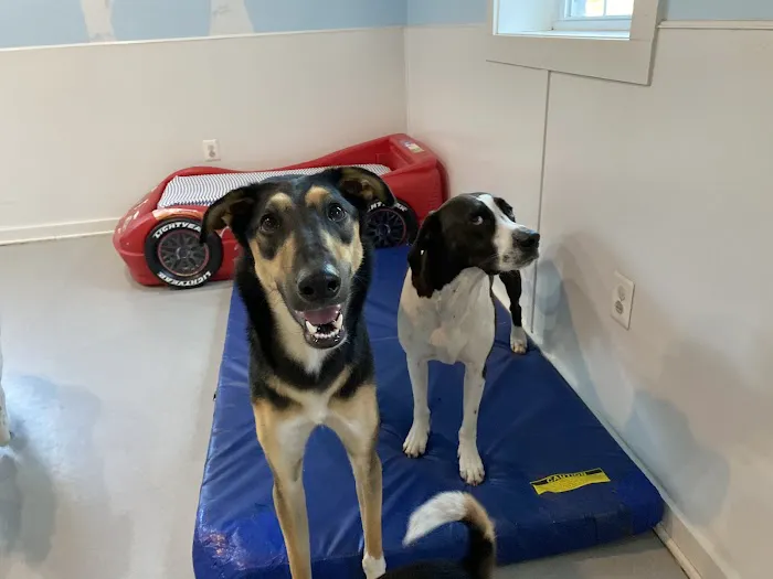 PetCentre Animal Hospital 2