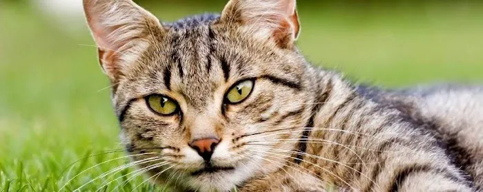 PetCentre Animal Hospital 7