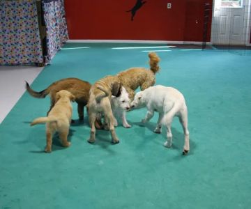 Deepwood Veterinary Clinic