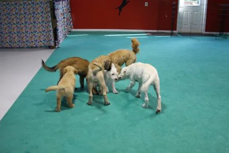 Deepwood Veterinary Clinic