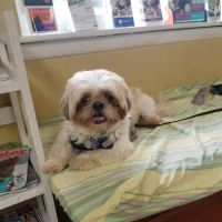 Norbeck Animal Clinic ico