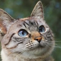 CVCA Cardiac Care For Pets ico
