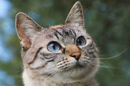 CVCA Cardiac Care For Pets