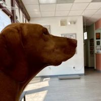 Gaithersburg Animal Hospital ico