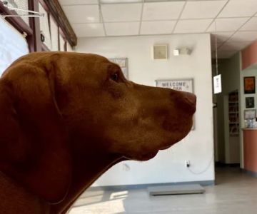 Gaithersburg Animal Hospital
