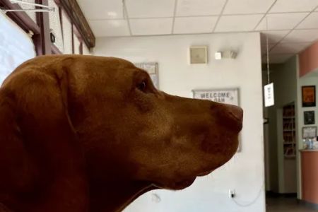 Gaithersburg Animal Hospital