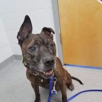 Lake Forest Animal Hospital ico