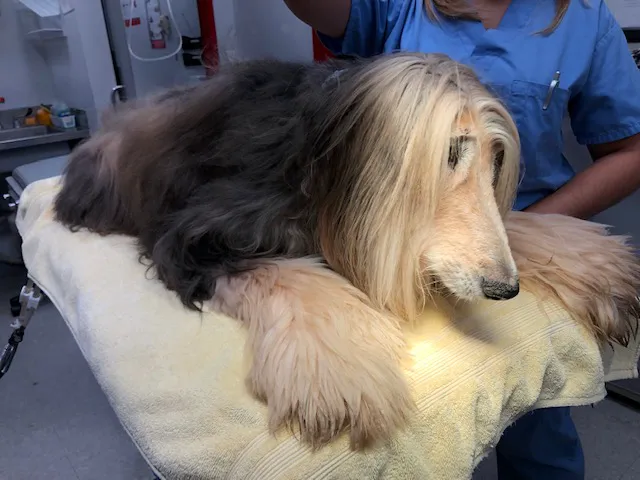 Montgomery Village Animal Hospital 12
