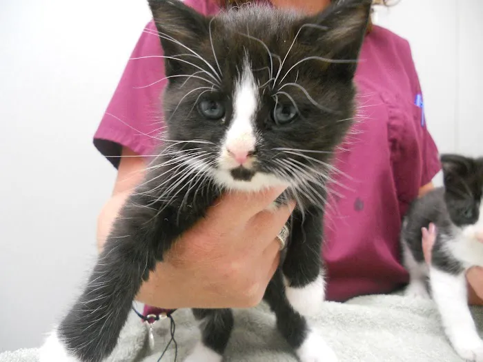 Montgomery Village Animal Hospital 12