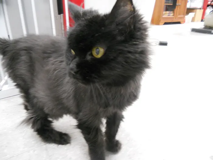 Montgomery Village Animal Hospital 12