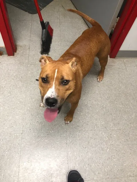 Montgomery Village Animal Hospital 12