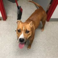Montgomery Village Animal Hospital ico