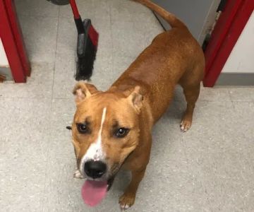 Montgomery Village Animal Hospital