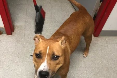 Montgomery Village Animal Hospital