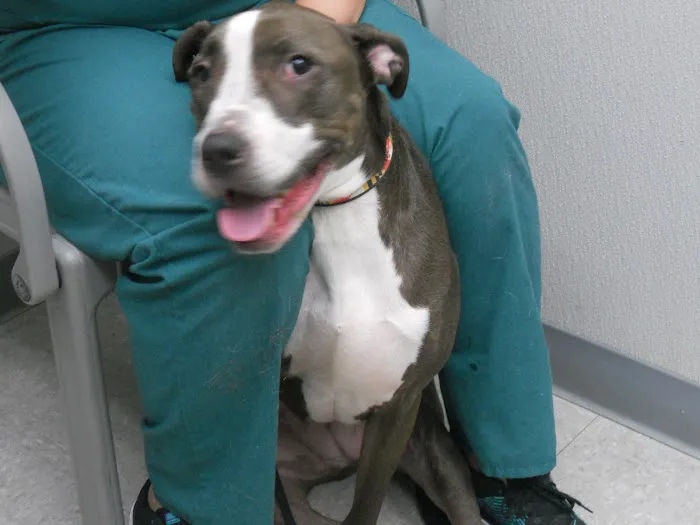 Montgomery Village Animal Hospital 12
