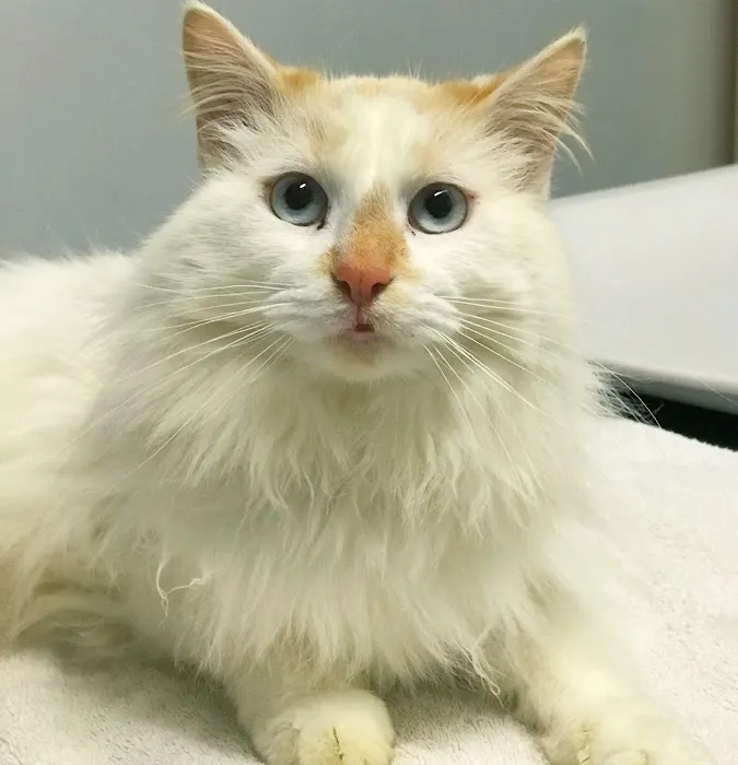 Diamond Veterinary Hospital 5