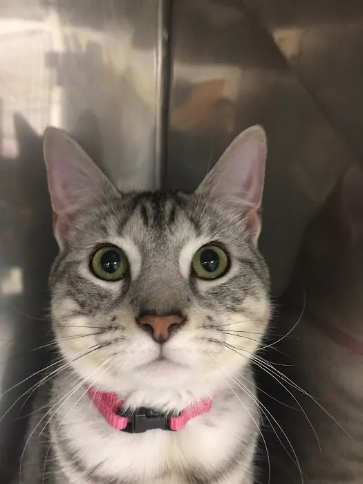 Fox Chapel Animal Hospital 6