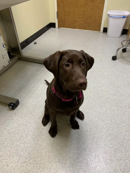 Fox Chapel Animal Hospital 1