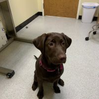 Fox Chapel Animal Hospital ico