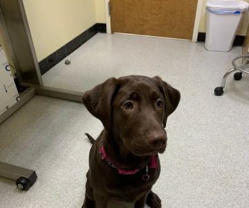 Fox Chapel Animal Hospital
