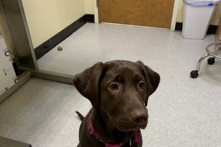 Fox Chapel Animal Hospital