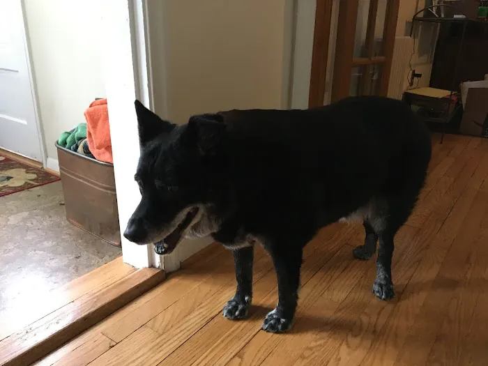 My Vet Calls 6
