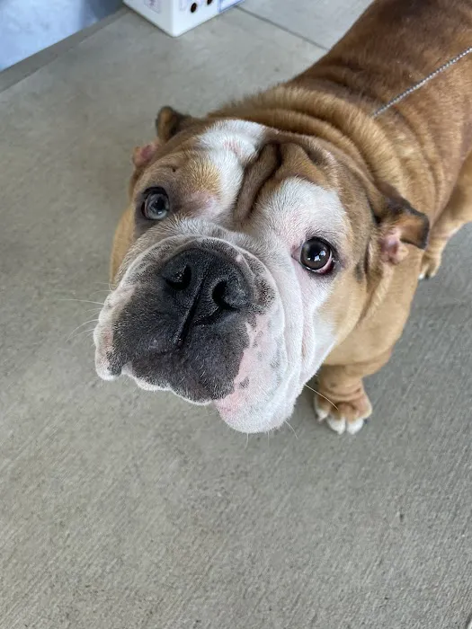 Town & Country Animal Clinic 5