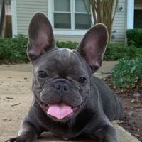 Olney-Sandy Spring Veterinary Hospital ico