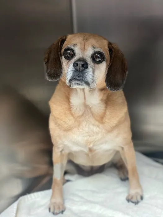 Olney-Sandy Spring Veterinary Hospital 12